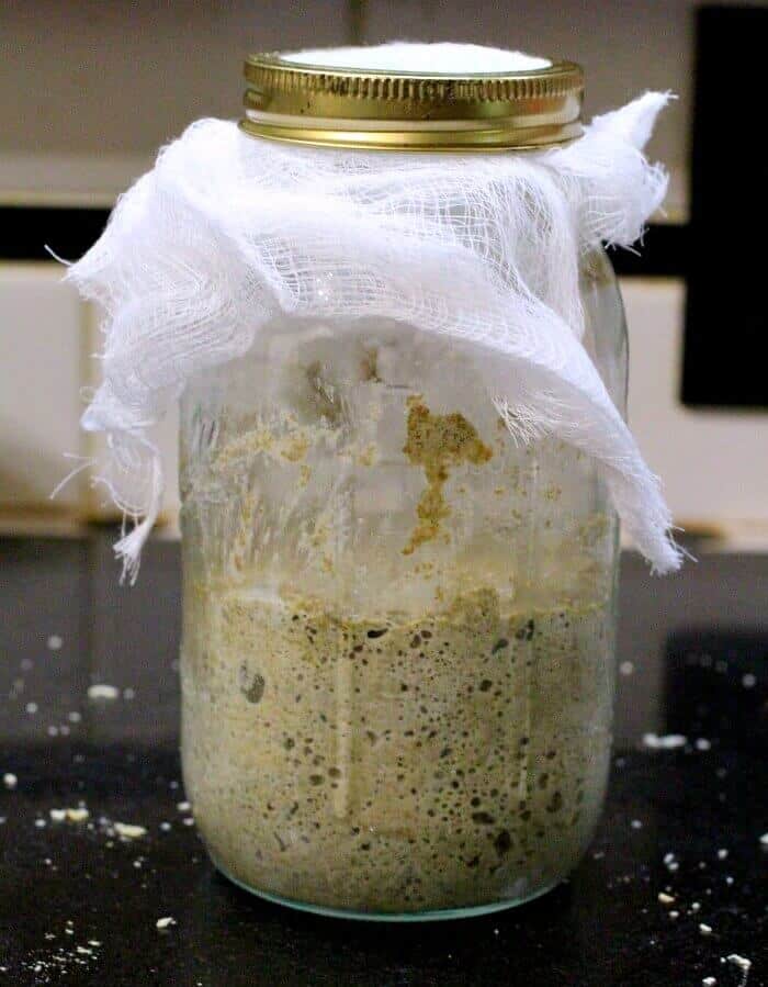 sourdough starter