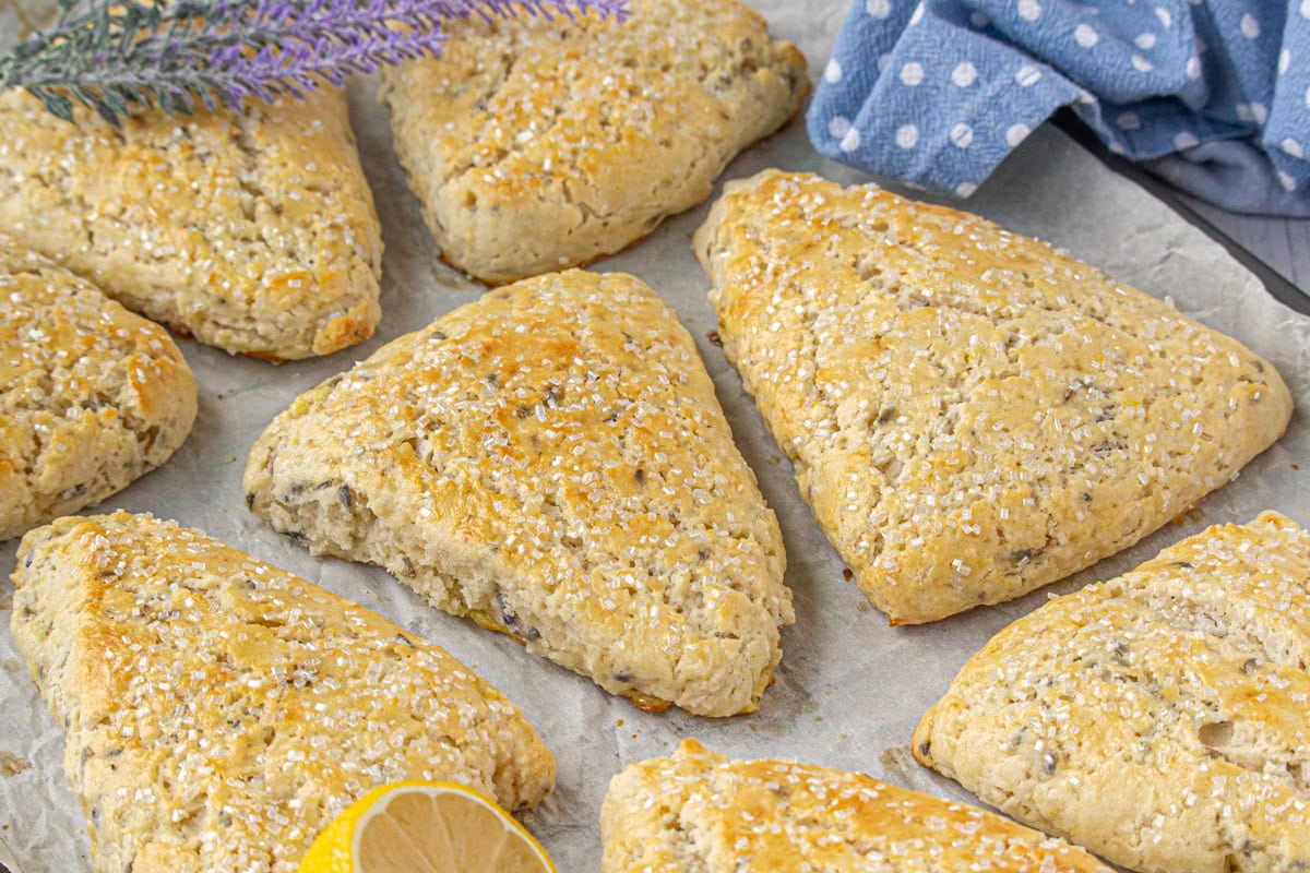 Lavender scones on a baking sheet, fresh out of the oven.